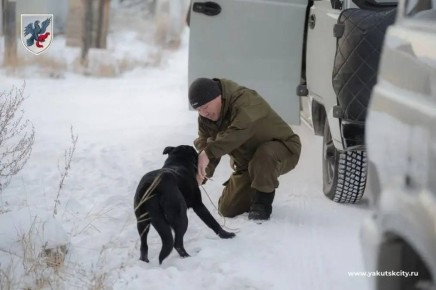 Владельцам собак напоминают о правилах выгула и штрафах