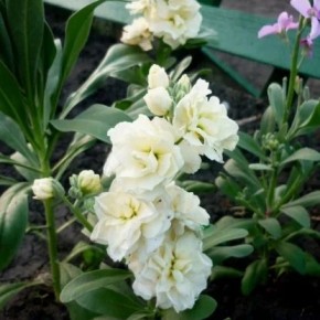 �������� �����: �������, ����� � �������� � ��������