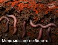 Черви — лучший индикатор экологического мониторинга