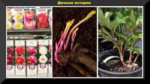 ��� ��������� ���� �� �������� �������: ������ ��� ���������� ���������