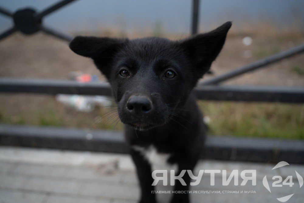 Опрос: Домашние животные есть у 72% жителей Дальнего Востока