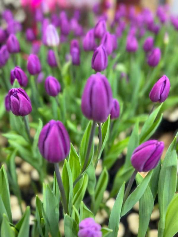 В Горном улусе расцвели пять тысяч тюльпанов В Горном улусе расцвели пять тысяч тюльпанов