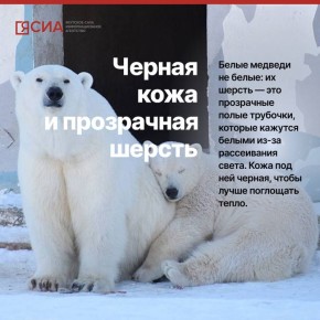В Международный день белого медведя решили собрать интересные факты, которые могут действительно удивить!