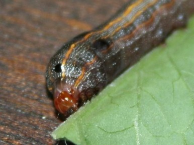 Гусеницы на томатах: как справиться с агрессорами вашего урожая