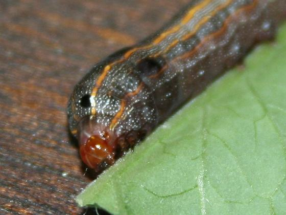 Гусеницы на томатах: как справиться с агрессорами вашего урожая