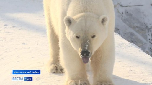 27 февраля 2026 года отмечается Международный день полярного медведя