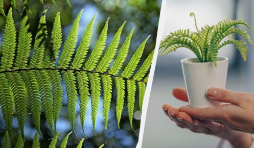 Папоротник возле дома: что нужно знать прежде, чем сажать