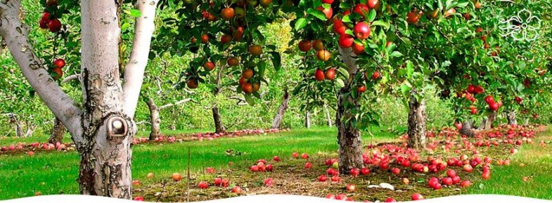 Удобряйте плодовые деревья осенью: секреты успешного урожая