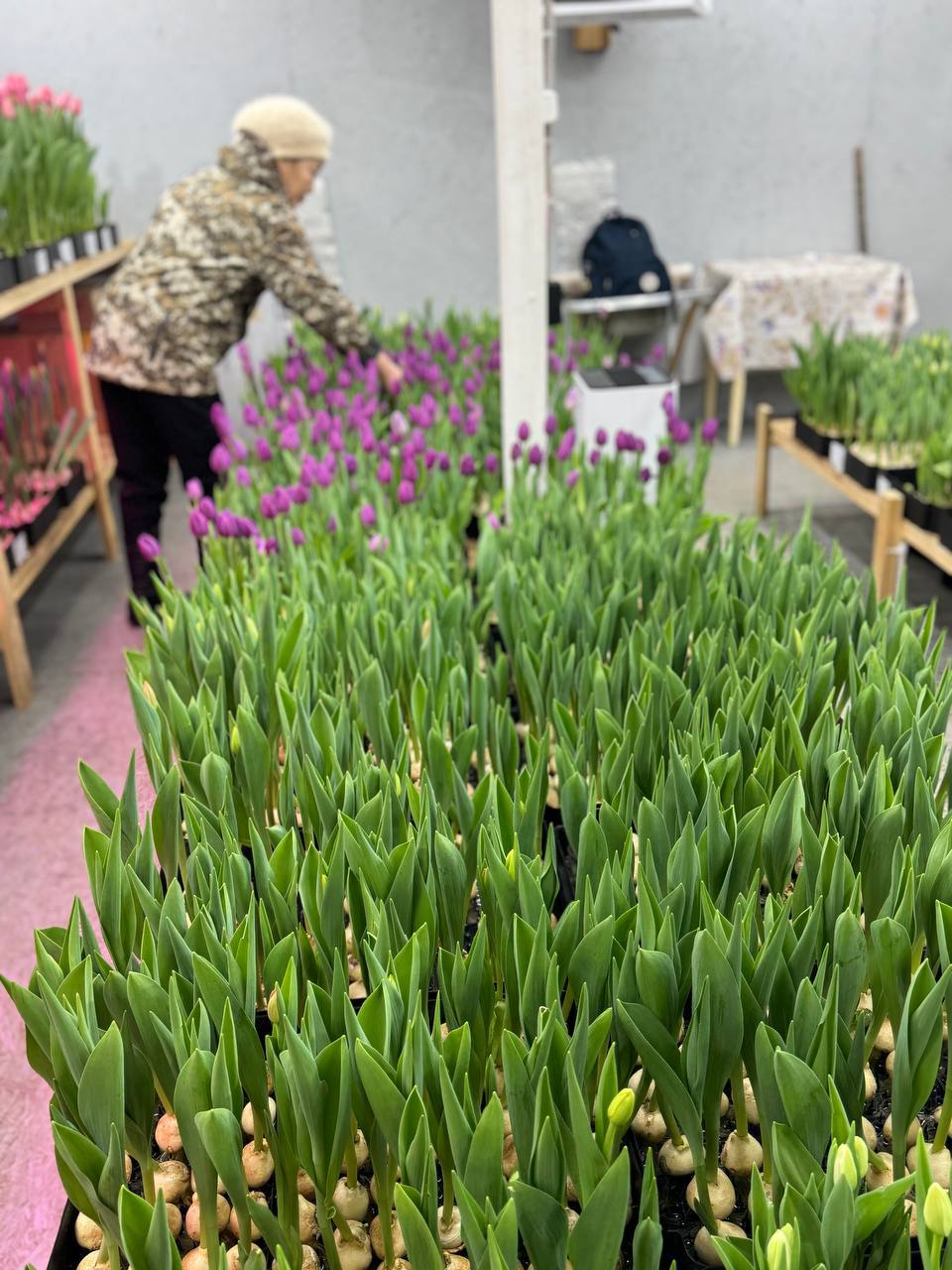 В Горном улусе расцвели пять тысяч тюльпанов В Горном улусе расцвели пять тысяч тюльпанов