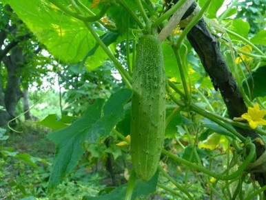 ��� �� ����� ���������� ������: �������� ������