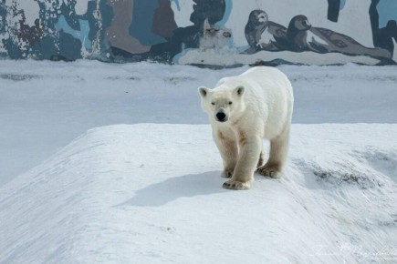 �������� ���� �� ���������� ������� ����� �������� � �������� ��������