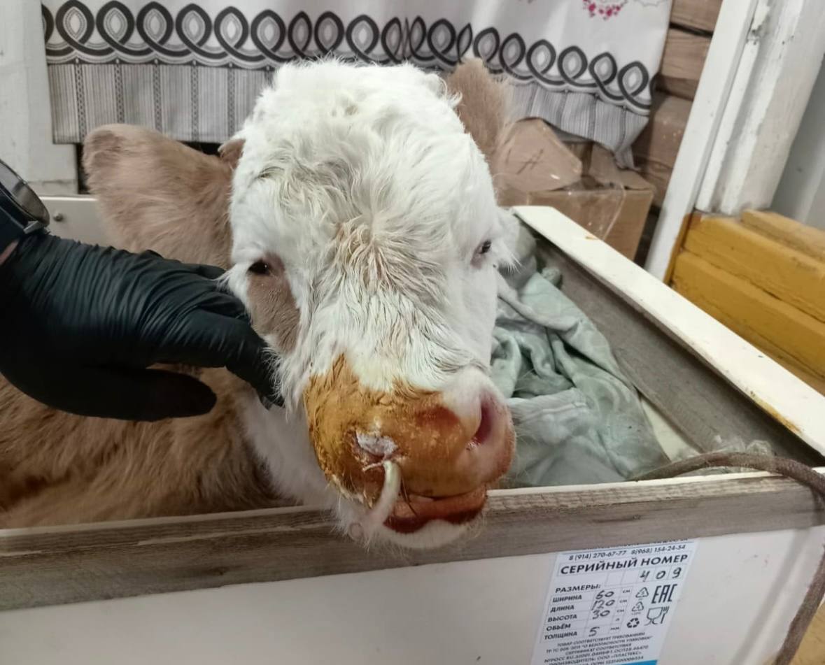 Ньурба оройуонун Бордо нэилиэгэр саа трбт ньирэйгэ ринопластика эпэрээссийэтин оордулар