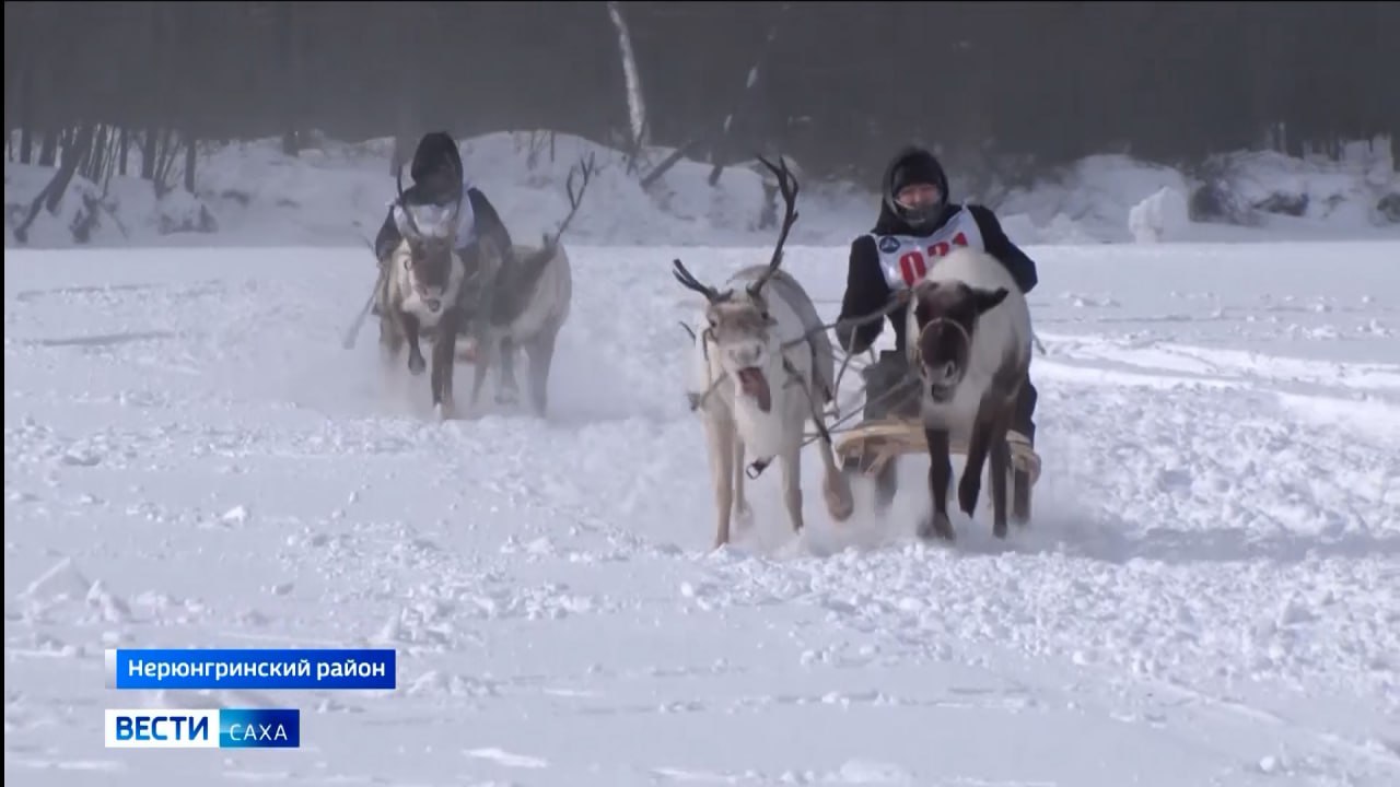 В Нерюнгринском районе прошли гонки на оленьих упряжках в рамках Дня оленевода