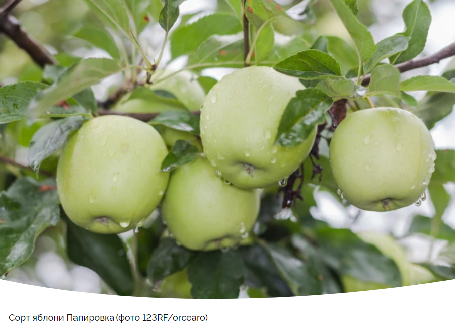 Яблоня Папировка: описание сорта и нюансы ухода