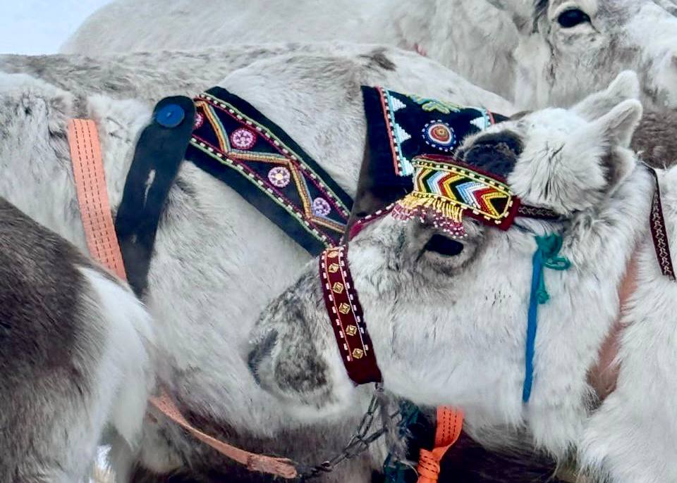 28 февраля – День Арктики в России 28 февраля – День Арктики в России