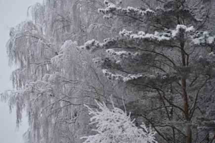 Снег и метели на юго-востоке прогнозируют 1 марта