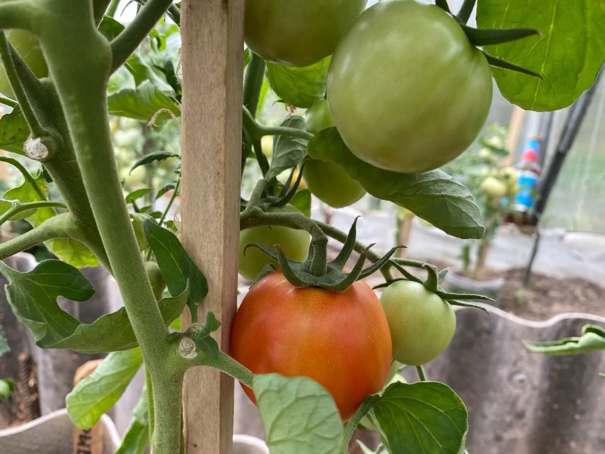 Почему ваши томаты не созревают: три распространенные ошибки дачников