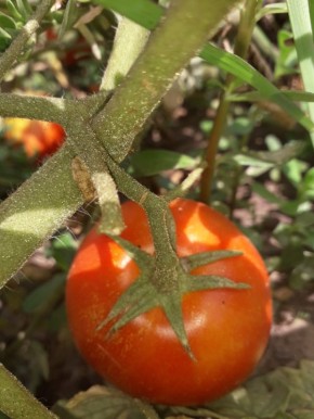 Как ускорить созревание помидоров, используя простые приемы