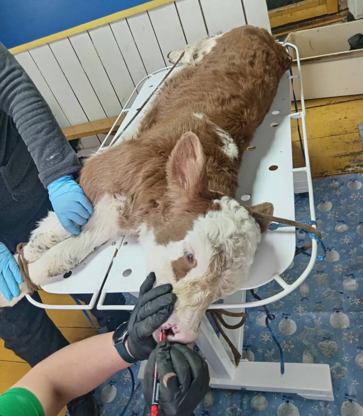 Ньурба оройуонун Бордо нэилиэгэр саа трбт ньирэйгэ ринопластика эпэрээссийэтин оордулар Ньурба оройуонун Бордо нэилиэгэр саа трбт ньирэйгэ ринопластика эпэрээссийэтин оордулар