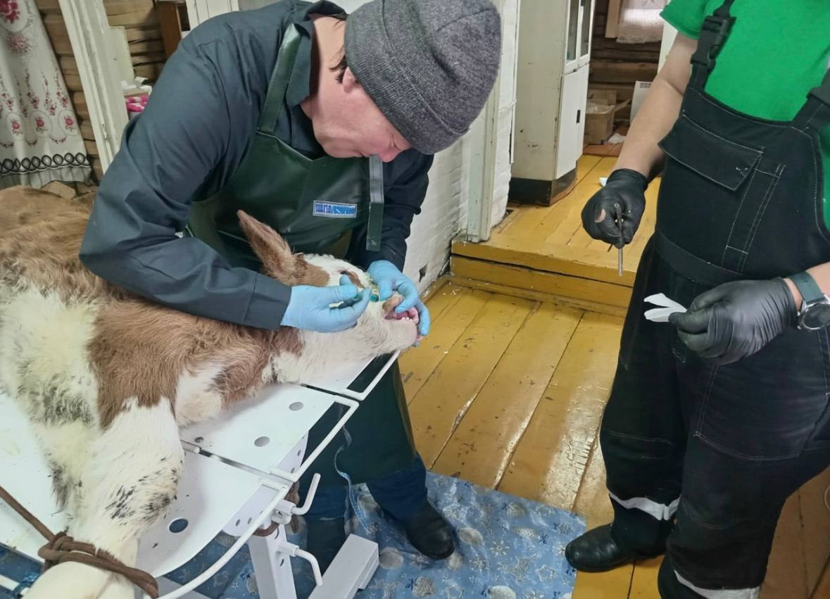 Ньурба оройуонун Бордо нэилиэгэр саа трбт ньирэйгэ ринопластика эпэрээссийэтин оордулар Ньурба оройуонун Бордо нэилиэгэр саа трбт ньирэйгэ ринопластика эпэрээссийэтин оордулар