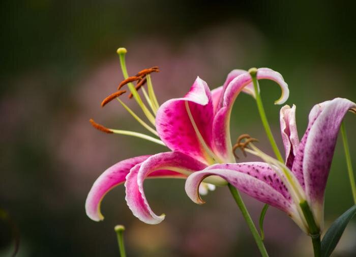 Как размножить лилии: три метода для вашего сада