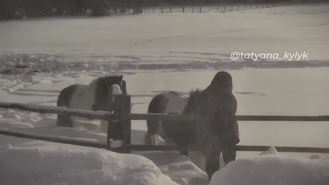 Гаремные страсти в табуне. Блогер и хозяйка гостевого домика ""Бр тээнэ" tatyana_kylyk продолжает рассказ о нравах животных, сообщает @sakhaday