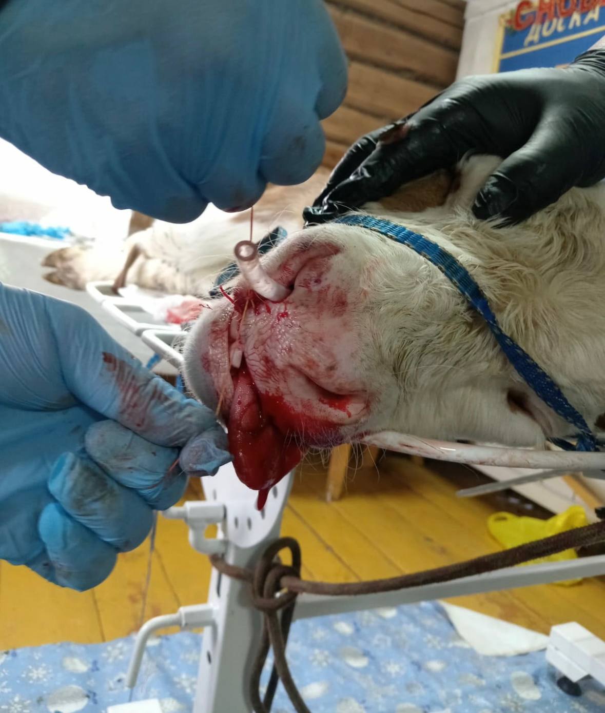 Ньурба оройуонун Бордо нэилиэгэр саа трбт ньирэйгэ ринопластика эпэрээссийэтин оордулар Ньурба оройуонун Бордо нэилиэгэр саа трбт ньирэйгэ ринопластика эпэрээссийэтин оордулар