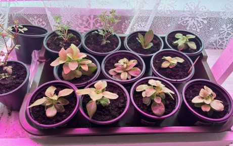 Сажаем по Луне: календарь огородника в марте 2026 года