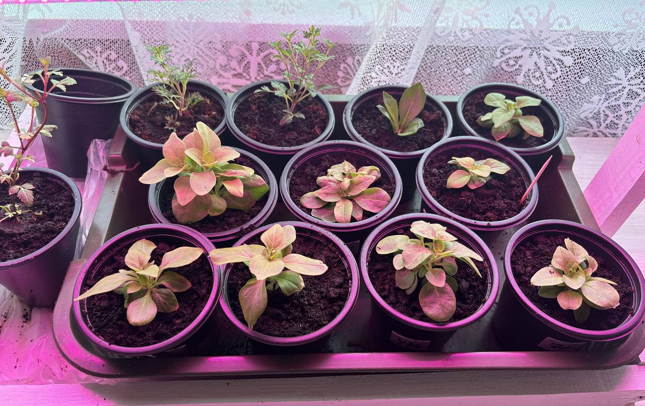 Сажаем по Луне: календарь огородника в марте 2026 года