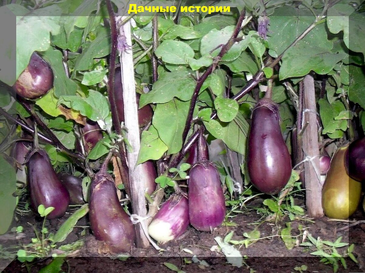 Как вырастить баклажаны: секреты успешного ухода для начинающих