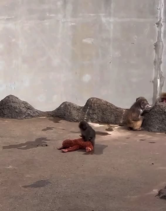 Хорошие новости о маленьком Панче продолжают радовать!