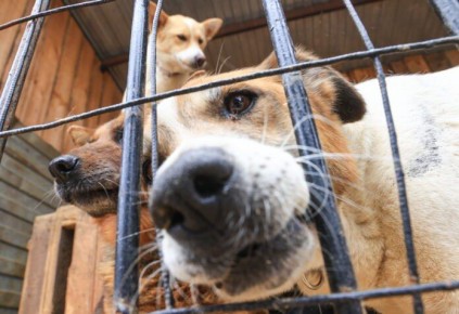 Меры по отлову безнадзорных собак усиливают в Якутске