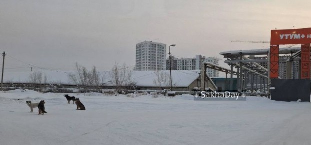 В Якутске стая собак атаковала мужчину возле баз