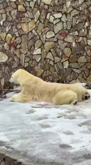 Шёл второй день весны. Погодой наслаждалась, похоже, только белая медведица Хаарчаана