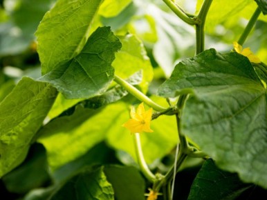 Секреты ухода за огурцами: как вырастить ведро сочных плодов