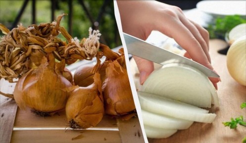 Где прятать лук: секреты идеального хранения