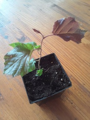 ������ ������� �� ����� ����������: ��� ��������� ���� ��� � �������