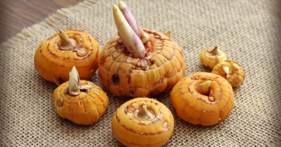 Когда выкапывать гладиолусы и секреты их долгого хранения