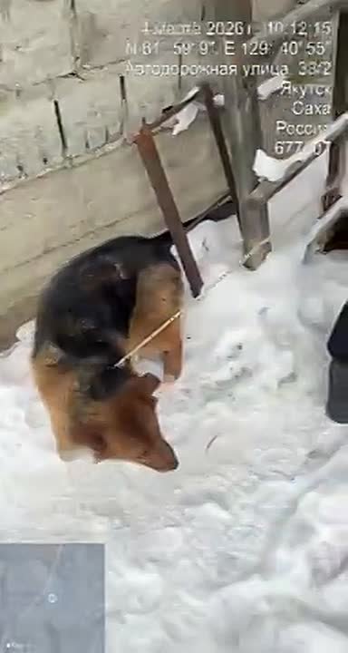 По случаю нападения собак 02.03.2026г в 8:30 утра, на мужчину у пр. Михаила Николаева 31. 04.03.2026г. в результате выездного мероприятия по отлову безнадзорных животных по вышеуказанному адресу, бригадой службы по работе с...