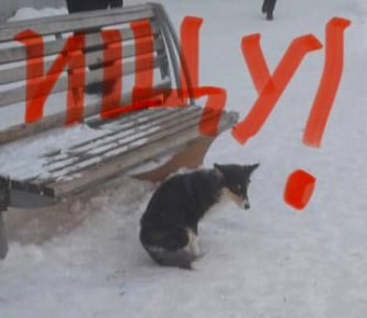 Потерялась Шелти черного окраса, некрупная