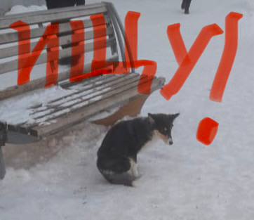 Потерялась Шелти черного окраса, некрупная