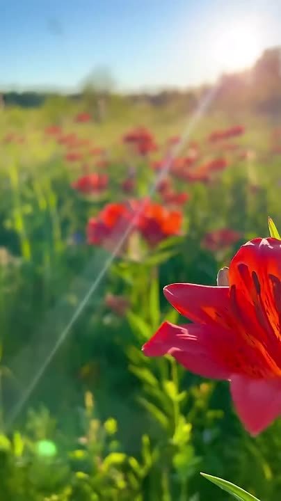 Скоро. Настоящая мелодия природы- пенье птиц, стрекотание кузнечиков, дуновение ветра…и цветочные поляны Обожаю цветочные поляны и жду лета…здесь наши якутские цветы- анемоны, лилия даурская, астра луговая, прострелы...