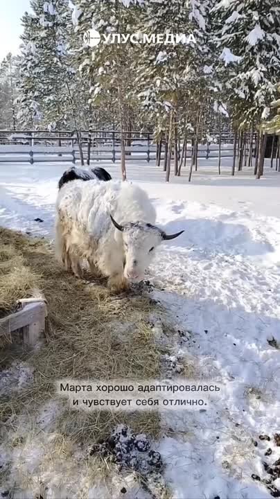 #Пушистыеновости: Таптал и Марта — самые милые яки Якутии