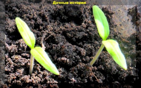 ��� ��������� ��������� ������� �������: ���� �������� �������