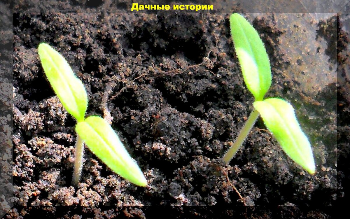 Как правильно вырастить рассаду томатов: пять полезных советов