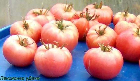 Секреты успешной посадки томатов: советы и хитрости