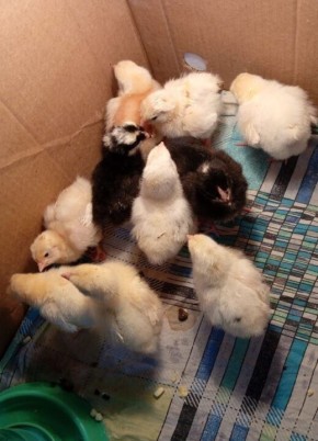 ��������� ������������ ������������� ����������