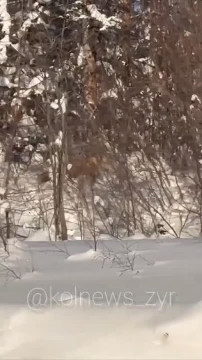 ���������. ������ ������� � �������������, ��� � ��������� ����� ������, ��������� ���� ���� ���������