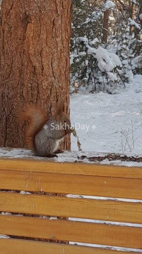 � ����� ������� #���sakhaday