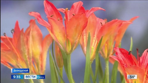 ����-����� ���������� �������, ����������� ����� ������ ������� ����������� �����